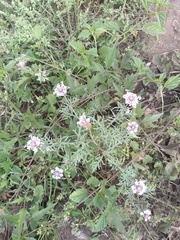 Junellia crithmifolia