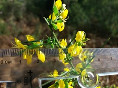 Genista falcata
