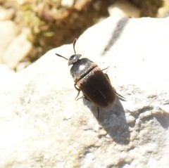 Ptomaphagus