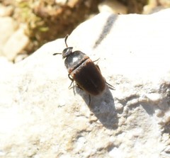 Ptomaphagus