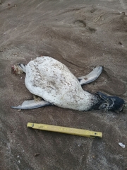 Spheniscus magellanicus