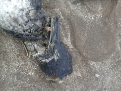 Spheniscus magellanicus