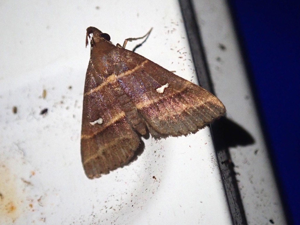 Bertula tespisalis (Bertula tespisalis)