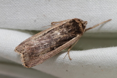 Ochropleura leucogaster