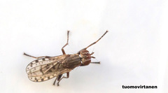 Pherbellia schoenherri