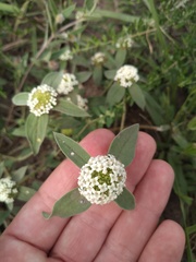 Mitracarpus megapotamicus