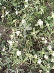 Mitracarpus megapotamicus