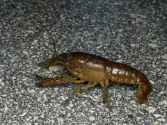 Procambarus alleni