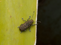 Phoenicobiella chamaeropis