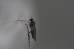Empidoidea
