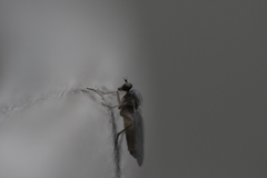 Empidoidea