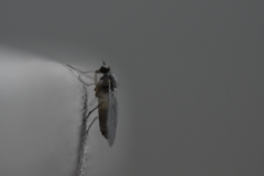 Empidoidea