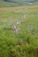 Dierama robustum