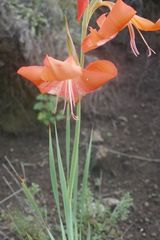 Gladiolus saundersii