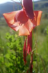 Gladiolus saundersii