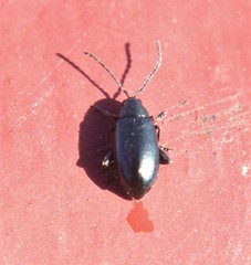 Phyllotreta nigripes