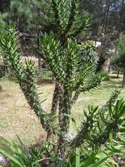Austrocylindropuntia