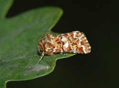 Anarta myrtilli