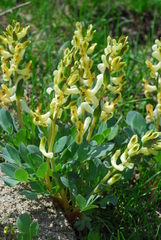 Corydalis maracandica