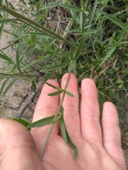 Chromolaena arnottiana