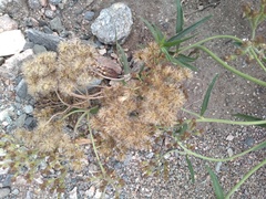 Chromolaena arnottiana
