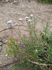Chromolaena arnottiana