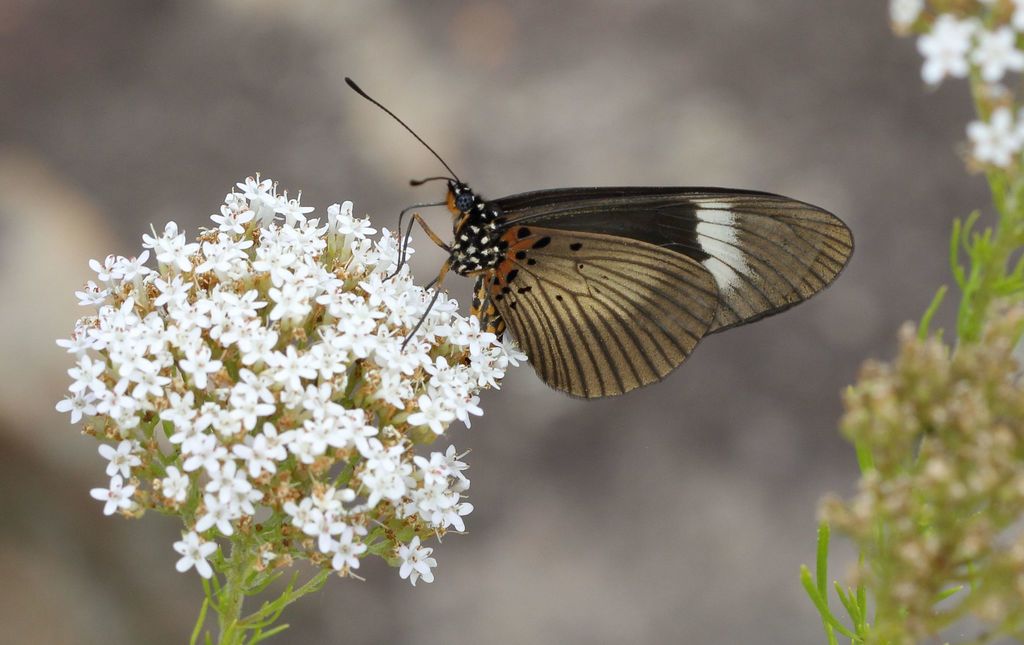 Acraea esebria