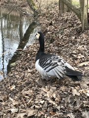 Branta leucopsis