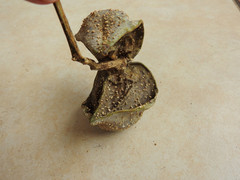 Tabernaemontana elegans