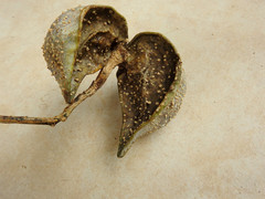 Tabernaemontana elegans
