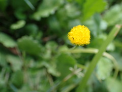 Nidorella podocephala