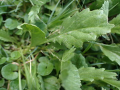 Nidorella podocephala