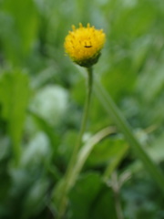 Nidorella podocephala