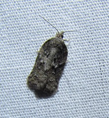 Acleris fuscana