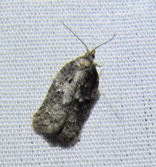 Acleris fuscana