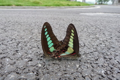 Graphium sarpedon