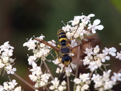 Cerceris arenaria