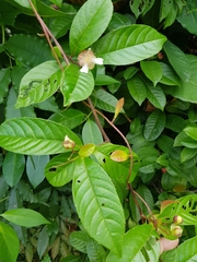 Tetracera indica