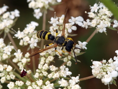 Cerceris arenaria