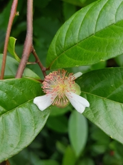 Tetracera indica