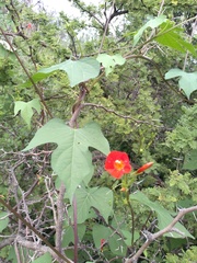 Ipomoea rubriflora