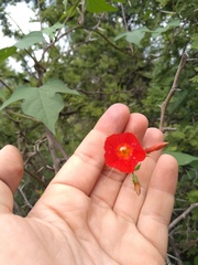 Ipomoea rubriflora