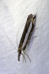 Crambus rickseckerellus