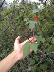 Ipomoea rubriflora