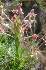 Zaluzianskya microsiphon