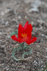 Tulipa korolkowii