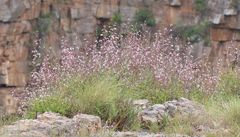 Aeollanthus parvifolius