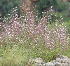 Aeollanthus parvifolius