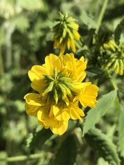 Trigonella esculenta