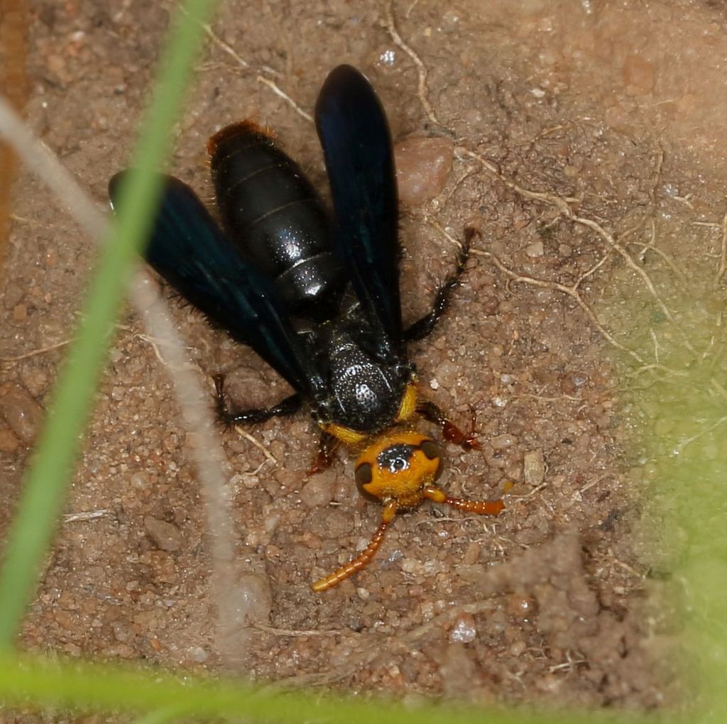 Scolia wahlbergii
